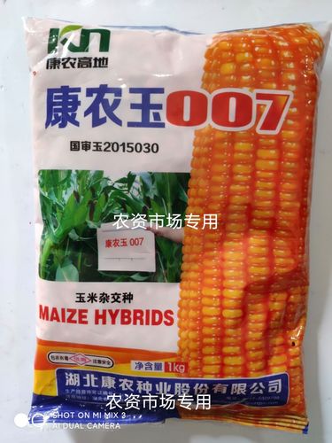 国审玉康农玉007饲料玉米种子穗轴白色籽粒黄色半马齿型高产