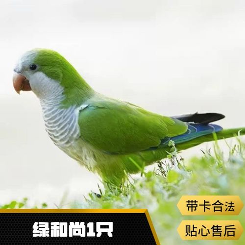 爱情鸟宠物活体带标识鹦鹉观赏鸟活物小鸟家养宠物活体小鸟牡丹小太阳