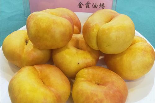 5/株 金霞早油蟠桃苗  金霞早油蟠桃树苗育苗基地  现挖现卖供应