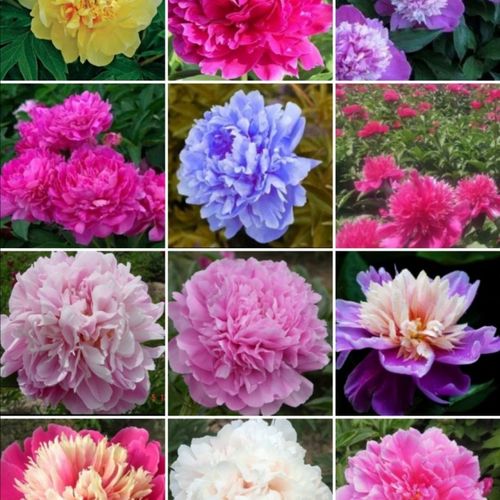 卉双芍药花 芍药 花卉盆栽 芍药根块  多瓣观赏芍药 包活 包对版 混色