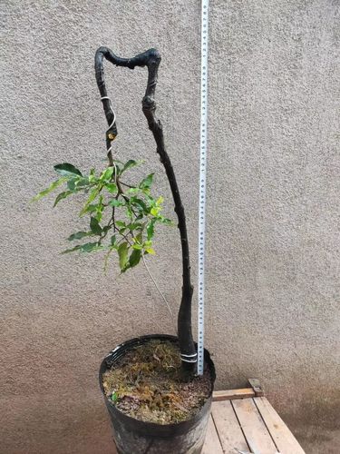 四川金弹子盆景树桩熟原生桩母带果疙瘩怪根金弹子老桩盆栽带果05