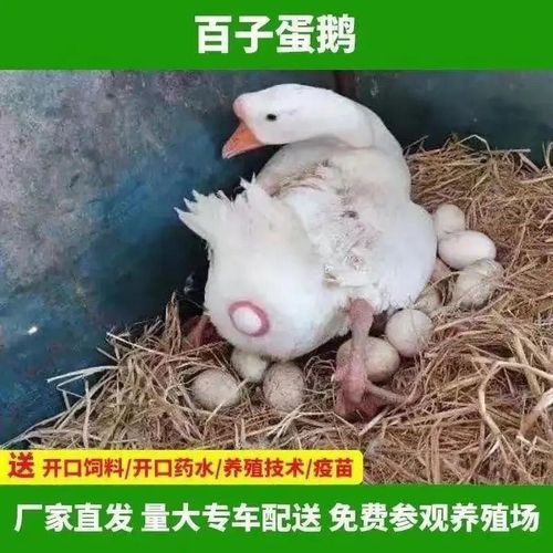 一个月特大狮头鹅活鹅小苗半大鹅活苗纯种狮子头鹅 下蛋王4只(1公3母)