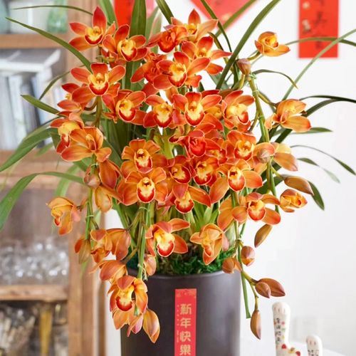 大花蕙兰年宵花进口香兰带花苞实拍冬季开花办公室内送礼喜庆兰花