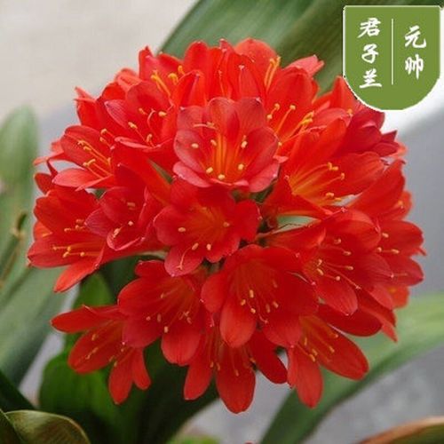 【精选】南非新品君子兰盆栽室内植物君子兰花苗四季花卉君子兰植物