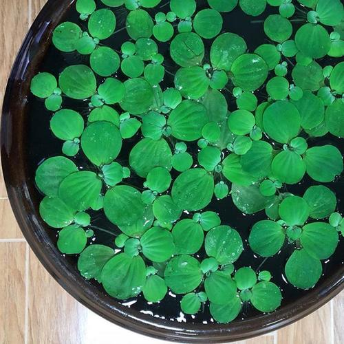 老百姓种子植苗水芙蓉水浮莲物水生植物水活养草池塘鱼缸造景真水