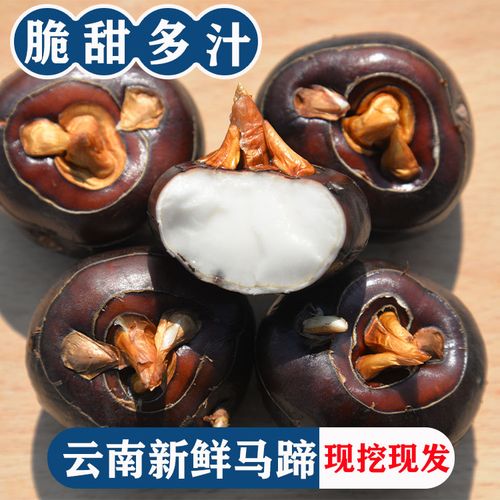 云南新鲜马蹄果荸荠现挖荸荠新鲜蔬菜水果甜脆5斤/9斤红马蹄包邮