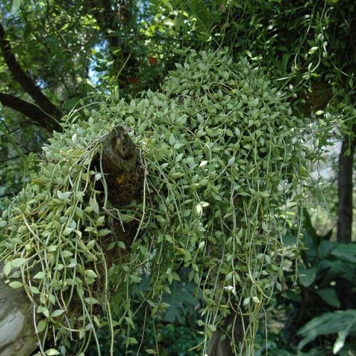 野生眼树莲500g新鲜小耳环上树瓜子树上瓜子莲瓜子藤