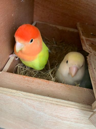 合法桃面牡丹鹦鹉红头奥桂紫伊莎薰衣草金头澳桂闪手养鸟雏鸟包活