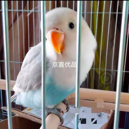 碧云天桃鹦鹉雏鸟亲人鸟幼鸟小宠物玄凤紫罗兰绿金顶蓝银顶日本桃【4