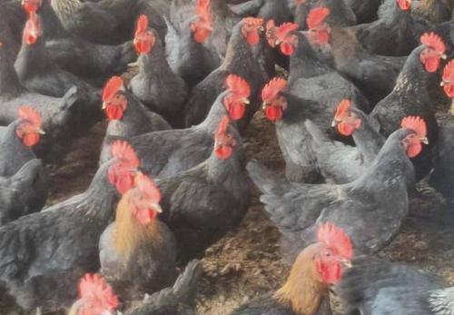 8/斤 和田黑鸡  天露黑土鸡灵山桂香鸡成鸡黑茶花大鸡肉鸡