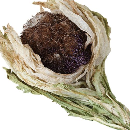 北京同仁堂 北京新疆天山雪莲花约朵中草药材大苞雪莲雪莲花 精品天山