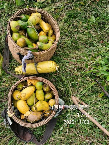 野果九月黄牛卵坨拿藤包野生风流果木通果牛哈卵牛卵泡野木瓜 4斤