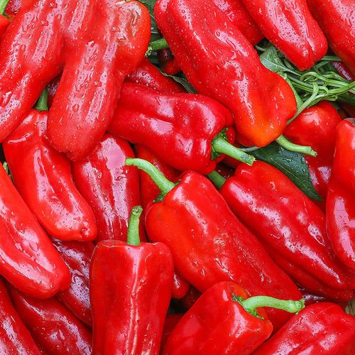 大红辣椒新鲜薄皮青椒大红椒尖椒10包邮蔬菜椒农家自种现摘