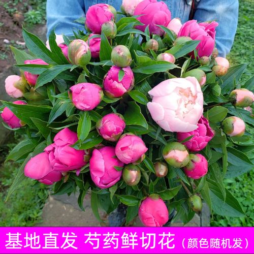 芍药花鲜花重瓣芍药花鲜切花花骨朵家庭插花四川基地直发10枝/束