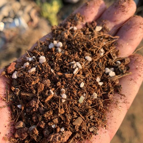 多肉植物专用营养土生长土一公斤起