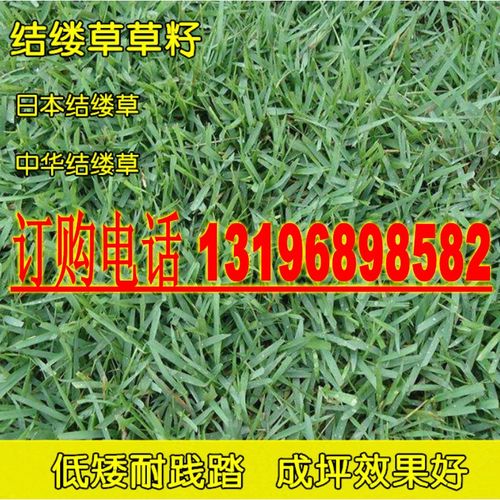进口日本结缕草草籽,日本结缕草草种 草坪种子 草籽 包发芽率