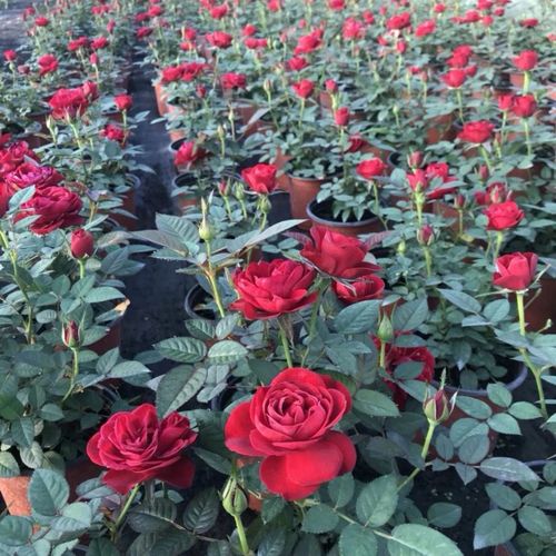 欧洲月季钻石玫瑰植物盆栽四季开花不断中国红原盆