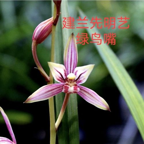 建兰绿鸟嘴先明艺绿植盆栽兰花苗勤芽易花高山春色花艺双全