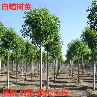 速生白蜡树苗白蜡苗对节白蜡小苗庭院绿化室外种植树工程苗木