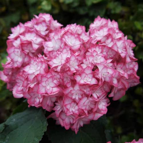 恋物语绣球 新品绣球花苗有松盆栽绿植庭院花园植物花苗盆栽庭院