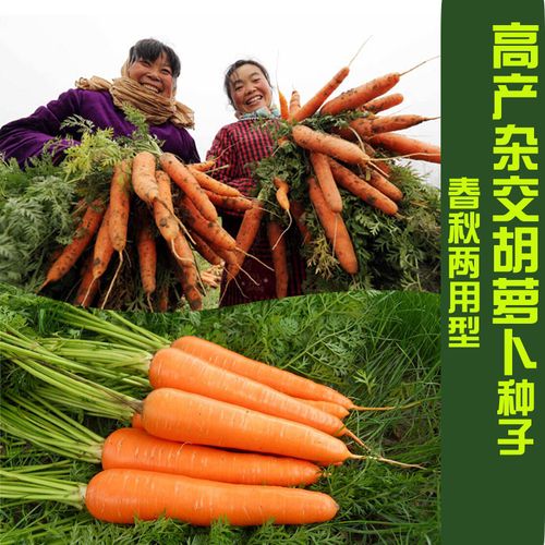 胡萝卜种孑杂交春季秋季种植蔬菜种籽农家红胡萝卜家庭园艺种子