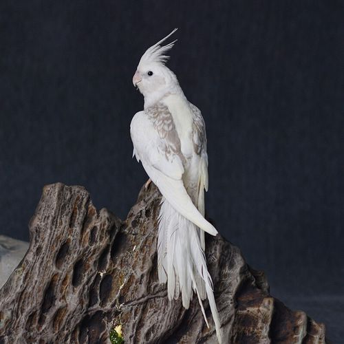 玄凤鹦鹉高端活鸟活物鸟粮鸟笼手养幼鸟活体亲人观赏宠物 白脸高趴