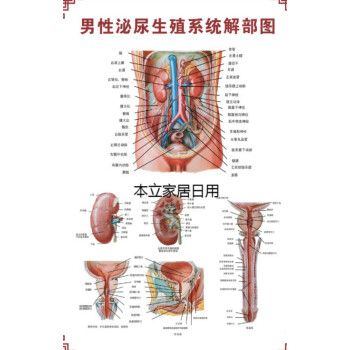 系统解剖图医院宣传画挂图子宫妇科海报宫颈疾病示意图 男性泌尿生殖