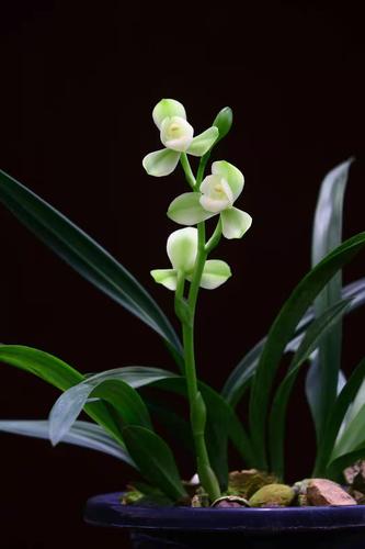 【冯达锋国兰】样品兰花苗建兰:掌上明珠