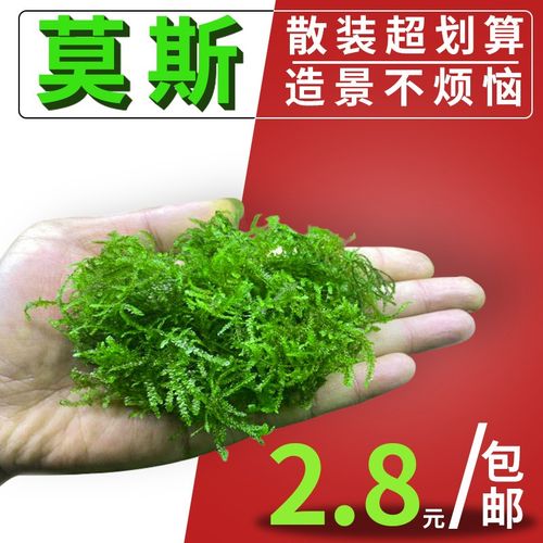 散装莫斯划算阴性水草慕斯沉木造景草缸三角怪蕨垂泪新手入门莫丝