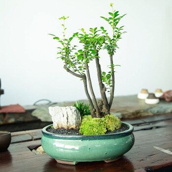 小叶紫檀盆景树苗花卉盆栽办公室植物黑骨茶书房四季常青绿植 中号多