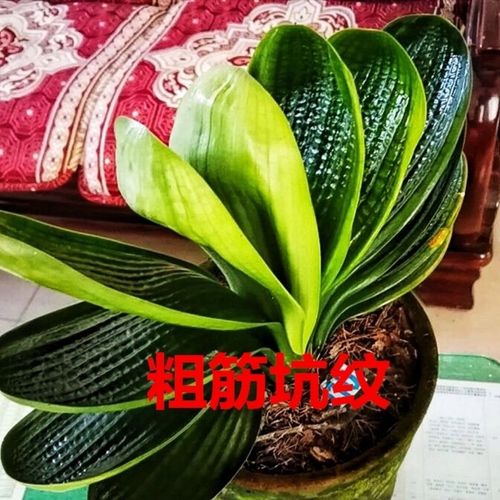 长春君子兰精品小苗 珍珠元宝麻脸钢板坑纹 室内盆栽绿植国兰包邮