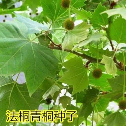 法桐树种子 梧桐树种子 青桐树种子青桐种子园林绿化树苗木种子