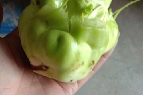 芥菜头 0.9/斤 鲜榨菜