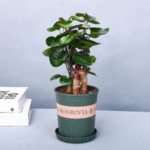 金钱兜盆栽金钱桐福禄圆叶桐钱树钱多多发财树金钱树室内绿植园艺