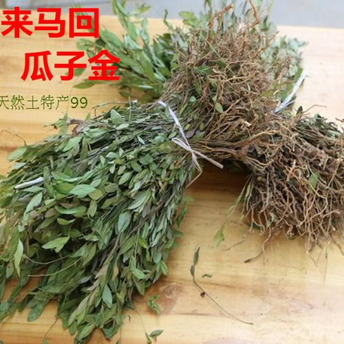 新鲜来马回勒马回瓜子金干品1件包邮