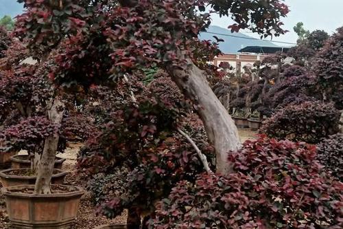 0/棵 造型红继木桩  各种造型各种规格红花继木桩现货基地直发