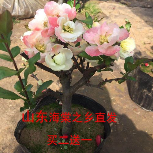 日本海棠花彩云飞海棠盆景一物一拍变色无刺新品种观赏阳台客厅