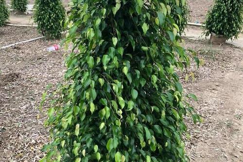 垂叶榕 999.0/棵  垂榕垂叶榕