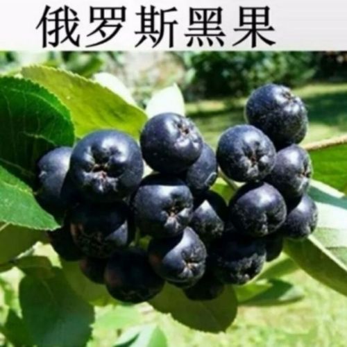 俄罗斯野生黑果纯天然植物黑果控糖糖友好伴侣100克/50克/袋