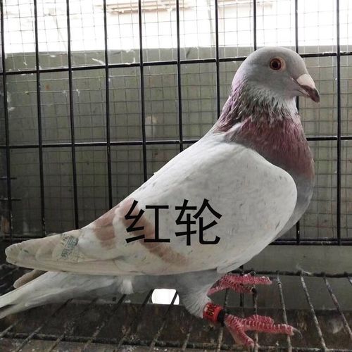 【京选推荐】鸽子肉鸽信鸽精品带环幼鸽青年种鸽瓦灰雨点白羽王红轮