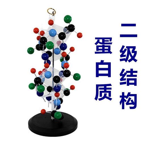 蛋白质模型蛋白质二级结构生物生化教具dna模型双螺旋结构核糖体