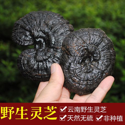 云南深山野生黑灵芝精选紫灵芝野生特级紫灵芝切片500g食药用菌