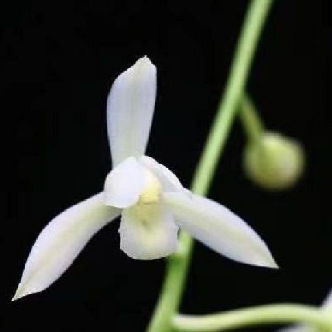 夏季开花建兰 白雪冰心 清凉夏季 浓香型绿植盆栽 包活包开花