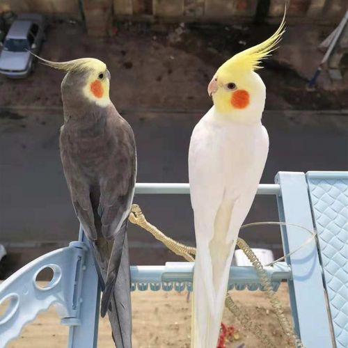 kjhgf【加鸟粮】桃脸牡丹鹦鹉活物黄桃绿桃鹦鹉中型说话鸟亲人鸟爱情