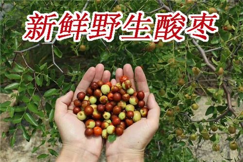 野酸枣山东大山里纯野生自然生长山枣新鲜水果孕妇红枣野枣现摘发