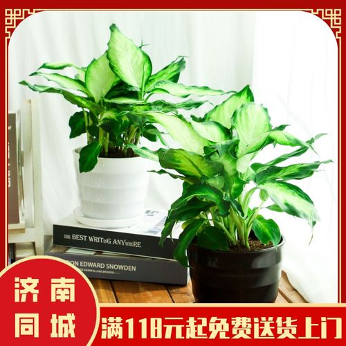 【银皇后】济南风月园艺花卉盆栽绿植送货上门办公室绿植吸甲醛