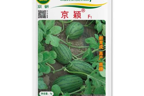 8/袋  原厂包装家庭阳台园艺秋季国产蔬菜京研京颖西瓜种子20粒/包
