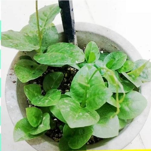 东北自养三七种植苗绿植可食用三七苗中草药观赏药材藤三七苗盆栽