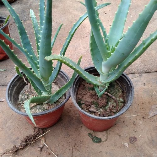 绿植3木立芦荟木剑芦荟 小木芦荟龙爪菊龙爪芦荟盆栽