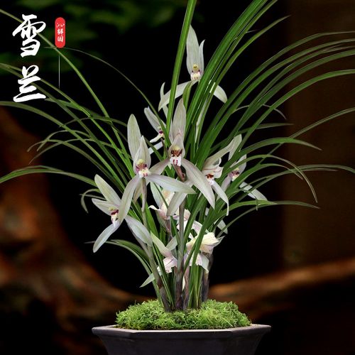 沁鲜园春剑名品浓香兰花苗水朱砂花卉兰草阳台室内盆栽植物带花苞